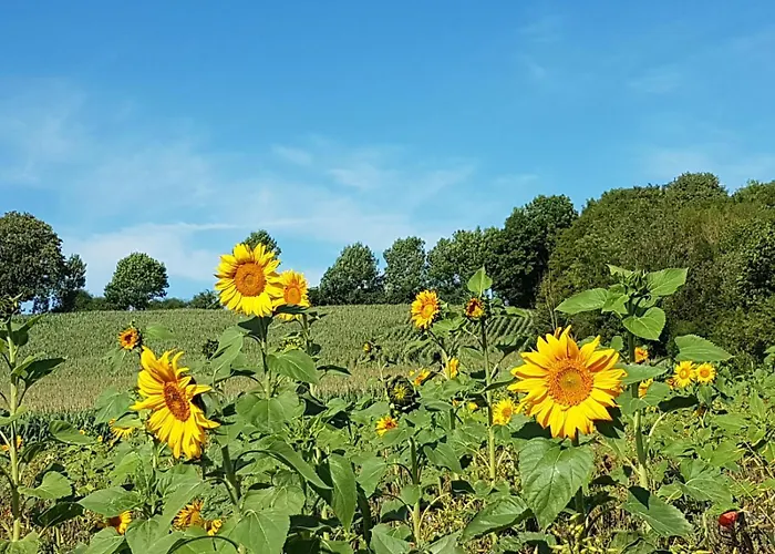 Am Grasweg 度假居